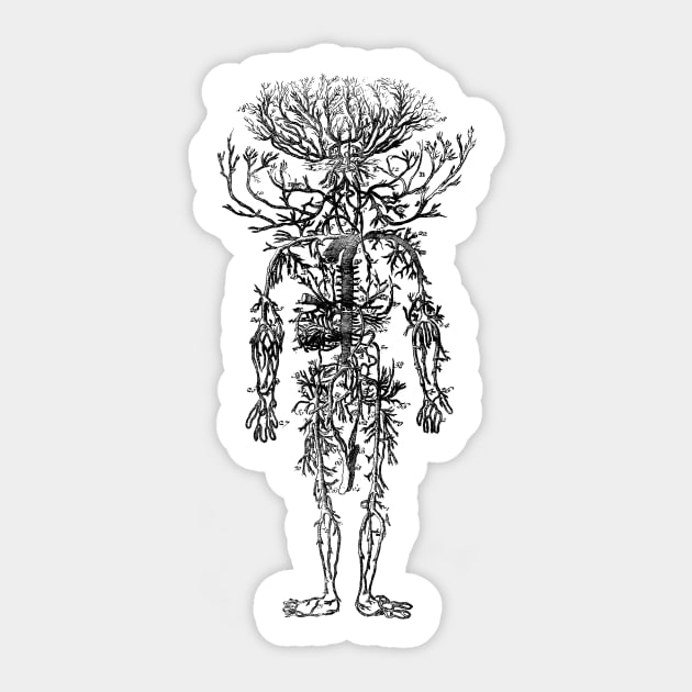 Human Anatomy The Arteries Sticker by AntiqueImages